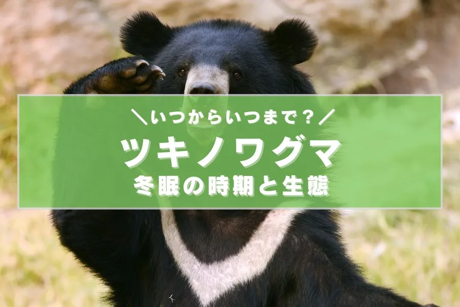ツキノワグマの冬眠時期と生態について知ろう